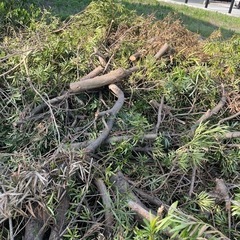 薪などにいかがですか！切った木ですの画像