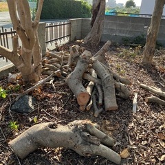 薪などにいかがですか！切った木です