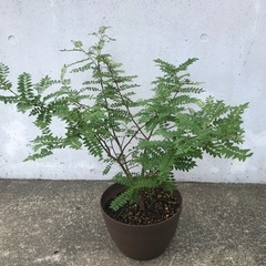 葉山椒②