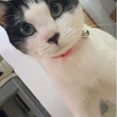 迷子猫！ハチワレ女の子探してます！！
