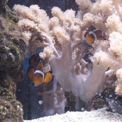 ［引取限定］海水魚（カクレクマノミ・ナンヨウハギ・ミスジリュウキ...