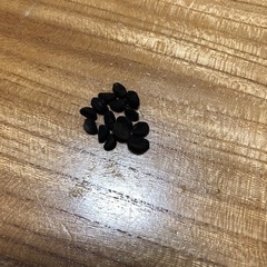 アサガオの種