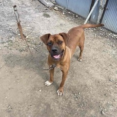土佐犬とピットブルのハーフの女の子　幸せな家庭を探しています。 − 埼玉県