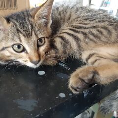 きじとらの子猫