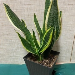 サンセベリア  42cm