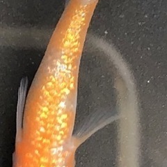 王華　稚魚10匹 サバンナ様より購入