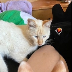 白猫 オス  甘えん坊♡