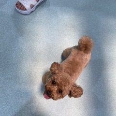 犬友募集中♪ − 東京都