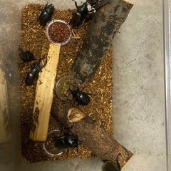 カブトムシ　クワガタ