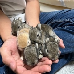 ネザーランドとミニウサギの子ウサギ