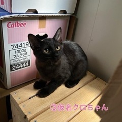里親きまりました⭐︎クロちゃん
