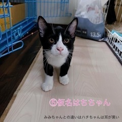 里親きまりました⭐︎ハチちゃん