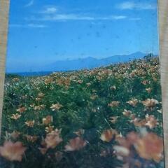 自然のアルバム初版本です。の画像