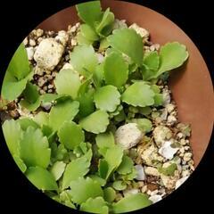 多肉植物【⠀子宝草】の画像