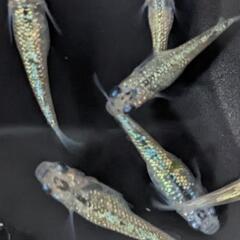 メダカ　月弓【約2〜3cm】
