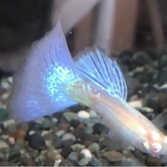 RREAブルーグラスグラスグッピーの稚魚10匹保証2匹