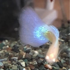 RREAブルーグラスグラスグッピーの稚魚10匹保証2匹の画像
