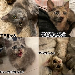 仲良し親子2匹ずつの譲渡希望です(生後3ヶ月)