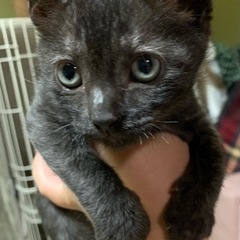 水たまりに落ちていた黒猫ちゃん