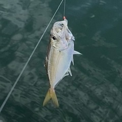 三河湾　ボート餌釣り − 愛知県