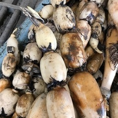 ※発送専用※福富レンコン！