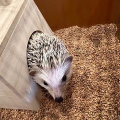 ハリネズミ　オス生後5ヶ月