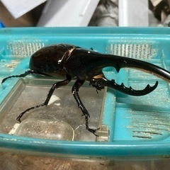 ヘラクレスオオカブト　♂
