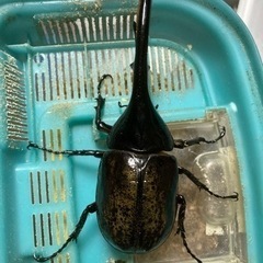 ヘラクレスオオカブト　♂の画像