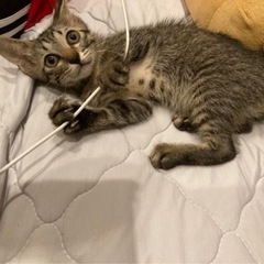生後2ヶ月子猫ちゃん里親募集