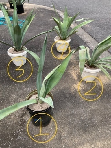 アガベ　アメリカーナ　アオノリュウゼツラン