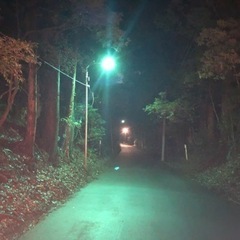 船橋市産ノコギリクワガタ2022-1の画像