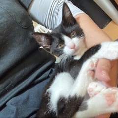くっきりハチワレ！お鼻はピンク♪ハチワレのハチ子♪ - 猫