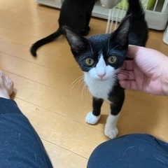 くっきりハチワレ！お鼻はピンク♪ハチワレのハチ子♪ - 里親募集