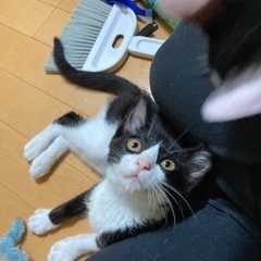 くっきりハチワレ！お鼻はピンク♪ハチワレのハチ子♪ − 岐阜県