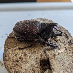 フローレスヒメカブト小ペア