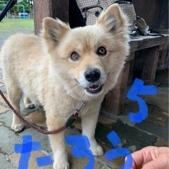 新しい飼い主探してます（代理投稿）