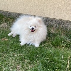 大阪で犬友さん募集🐶 - 友達