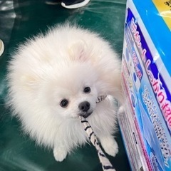 大阪で犬友さん募集🐶 - 大阪市