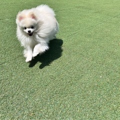 大阪で犬友さん募集🐶