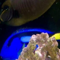 ナンヨウハギ  ミヤコテングハギ