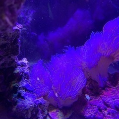 シロスジウミアザミ　海水魚　サンゴの画像