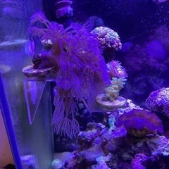 シロスジウミアザミ　海水魚　サンゴの画像