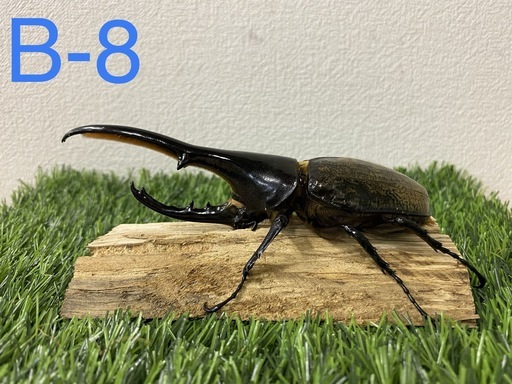 ヘラクレスオオカブト　140upオス単品 (B-8)