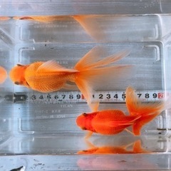 *お話中*金魚♡2匹.｡.:*☆
