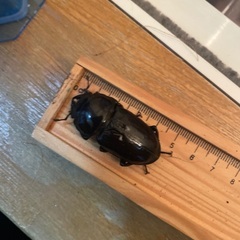 阿古谷オオクワガタペア　(2)の画像