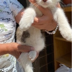 雑種の猫（野良猫）　受付を現在受け付けている方でストップ中