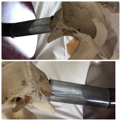 鹿　頭　骨　壁　角の画像