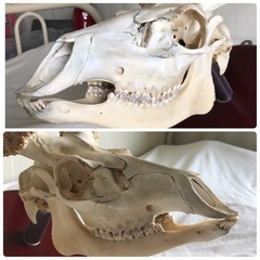 鹿　頭　骨　壁　角の画像