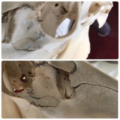 鹿　頭　骨　壁　角の画像