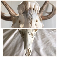 鹿　頭　骨　壁　角の画像